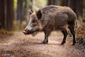 Ein Wildschwein steht im Wald.